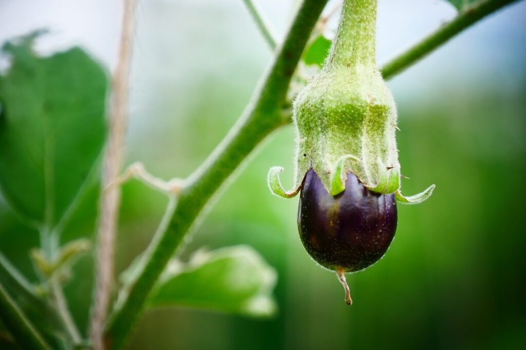 Eggplant