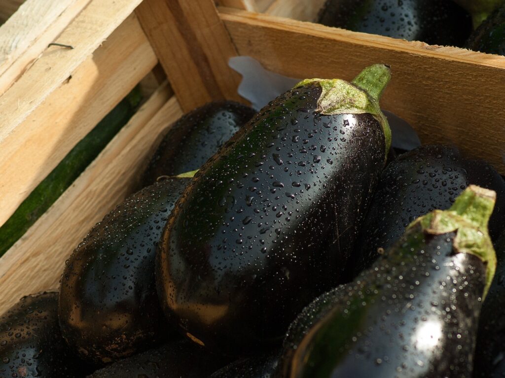 Eggplant in a container