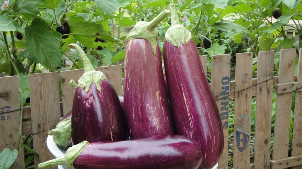 eggplant in a basket