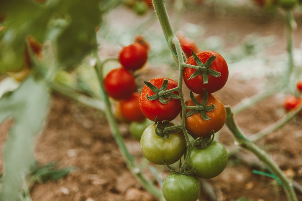 Red and Green Tomato Fruits