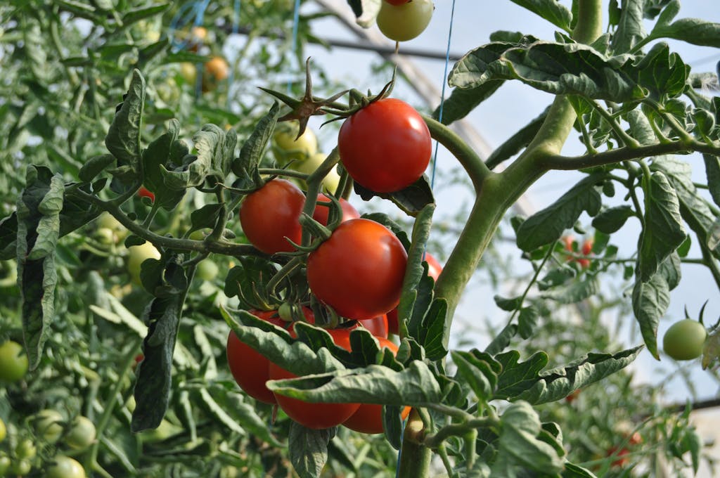 Red Tomatoes on Plant